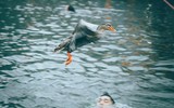 Sôi động trò chơi bắt vịt tại hội làng Vạn Phúc